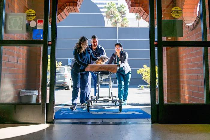 Pet owner seeking emergency veterinary care for a suspected poisoning