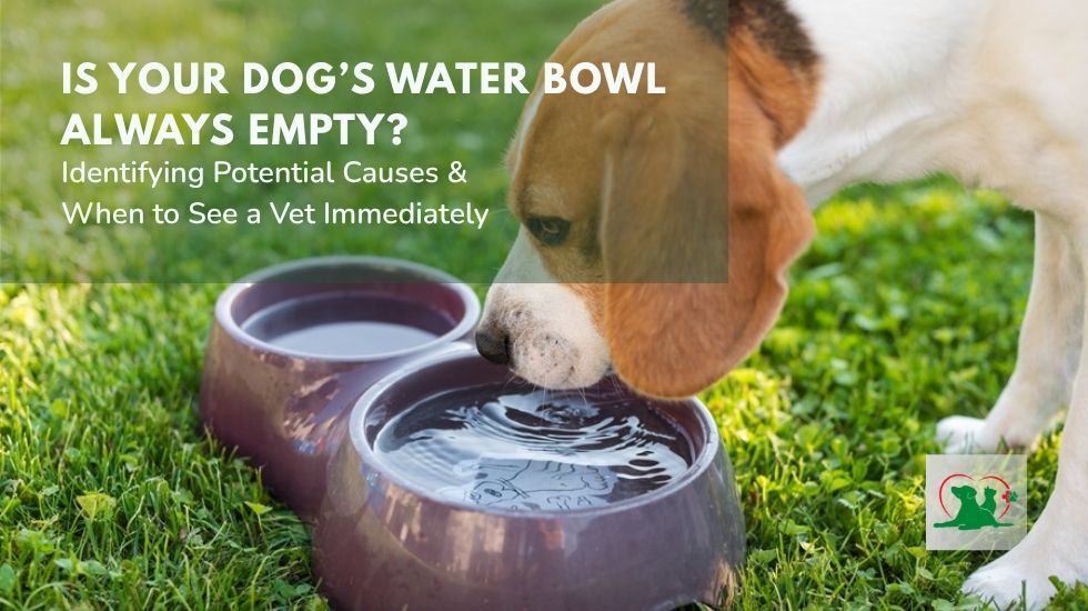 Dog drinking too much water from a bowl