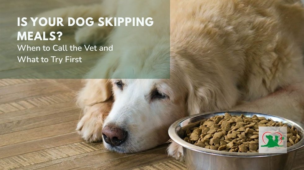 Dog Not Eating: When to Call the Vet Golden retriever lying beside a bowl of food and refusing to eat